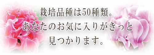 ノブヒロ園芸の紹介スマホ用